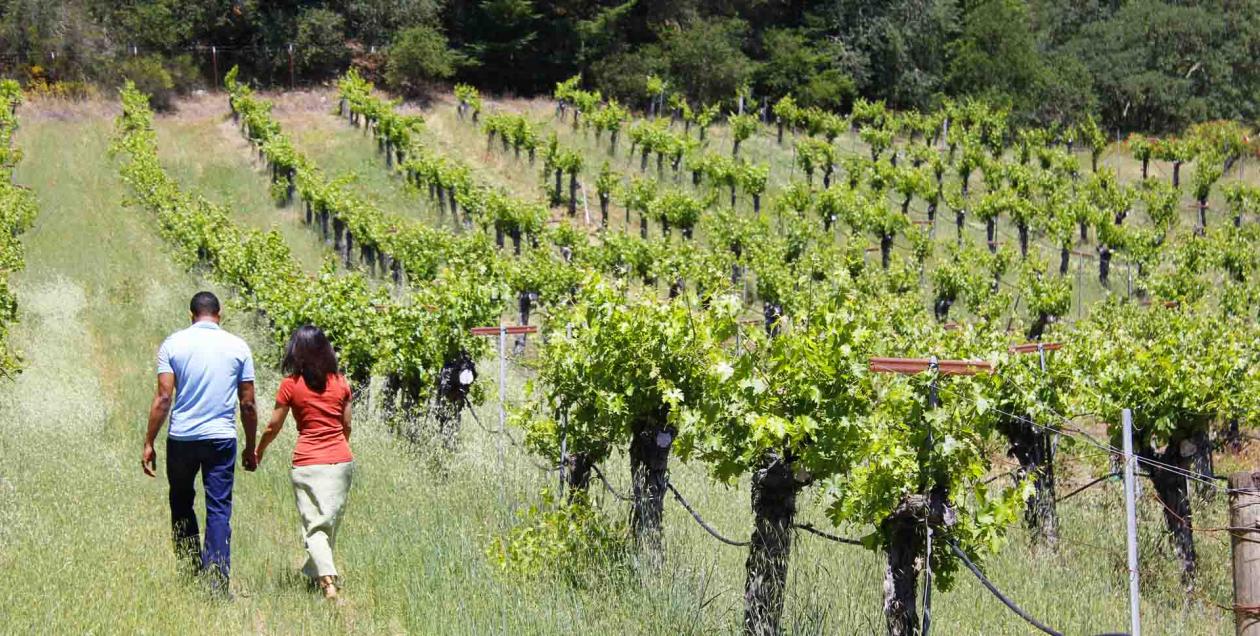 Visite panoramique d'un vignoble