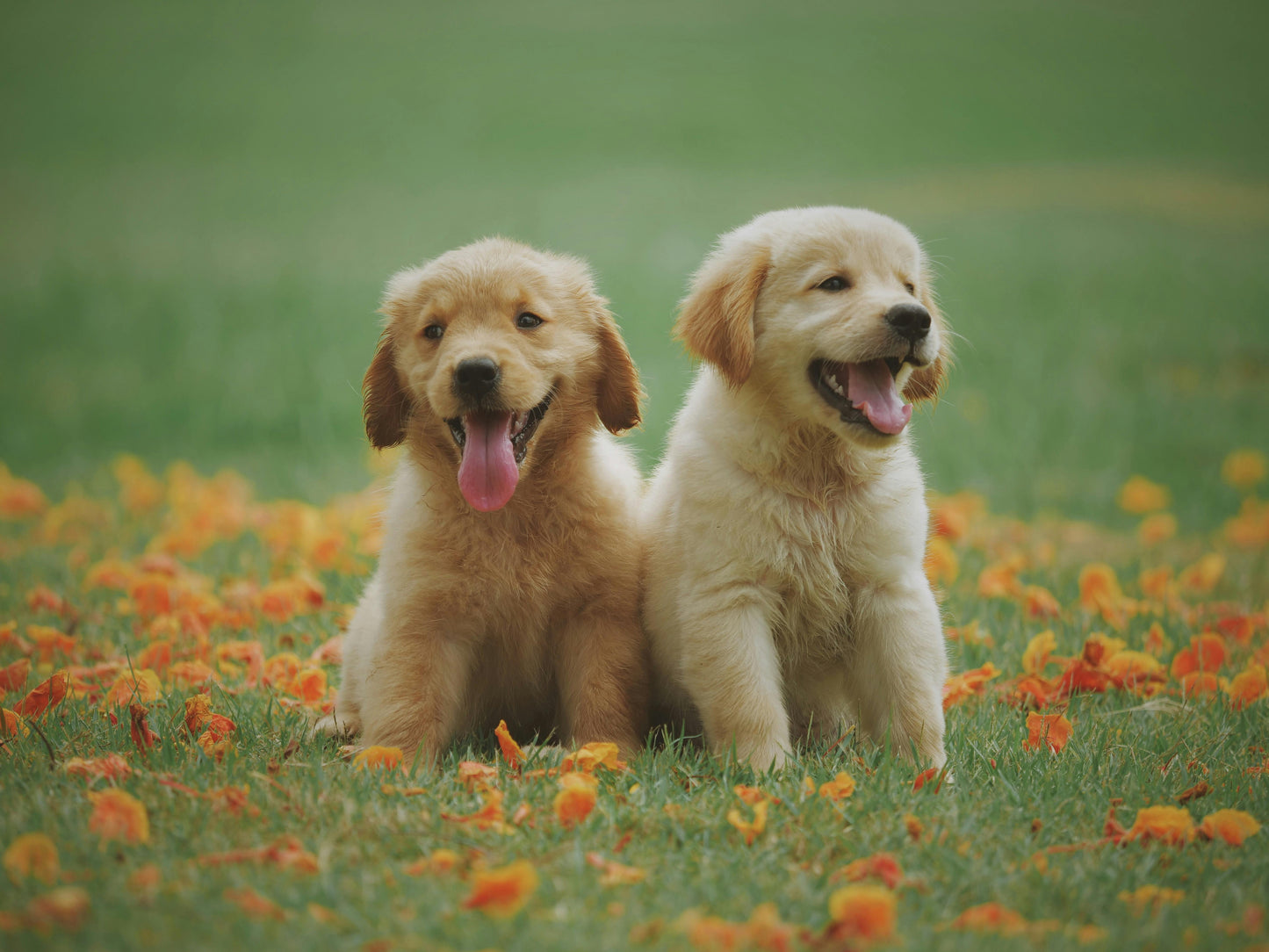 Caresses de chiots