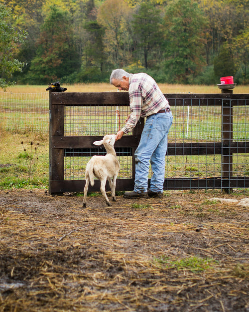 Farmer greeting a lamb at a wooden fence