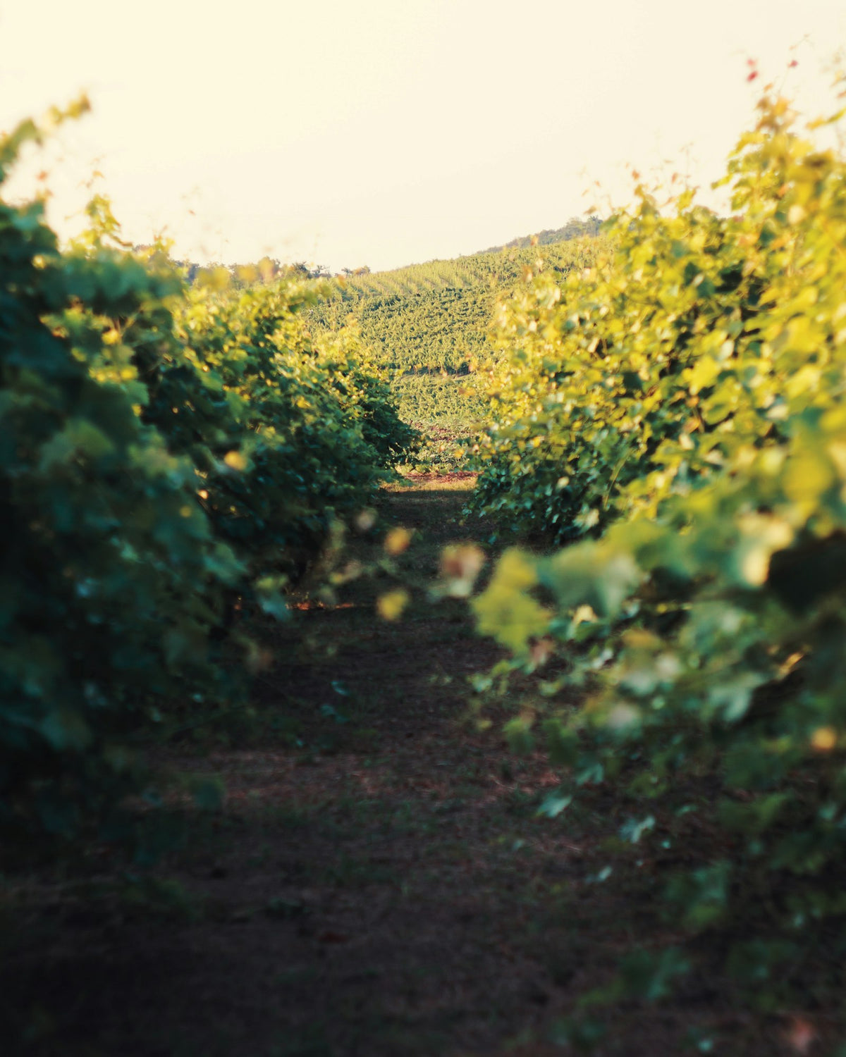 Rows of grapevines in warm evening light