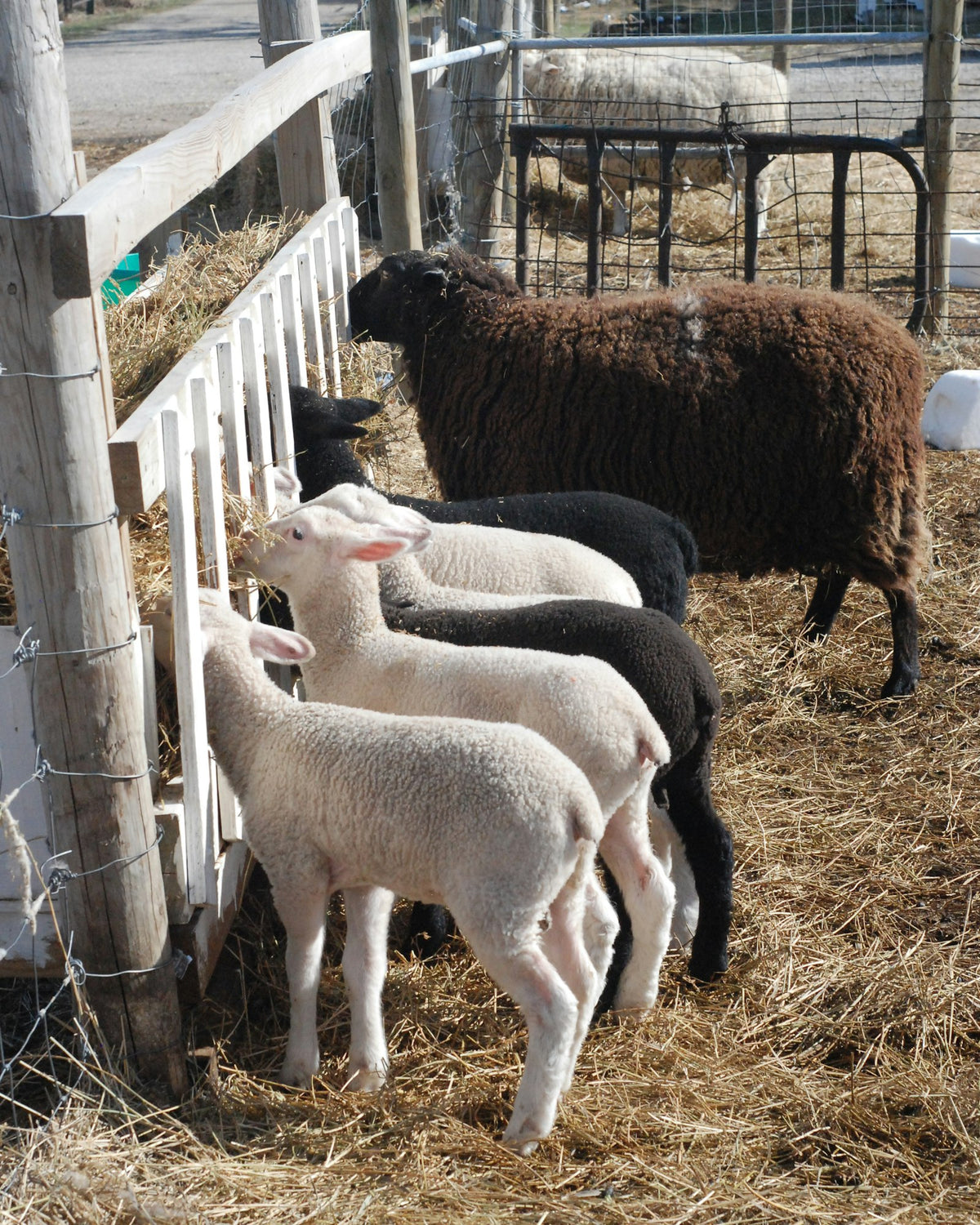 Lambs and sheep feeding on hay in a farm pen