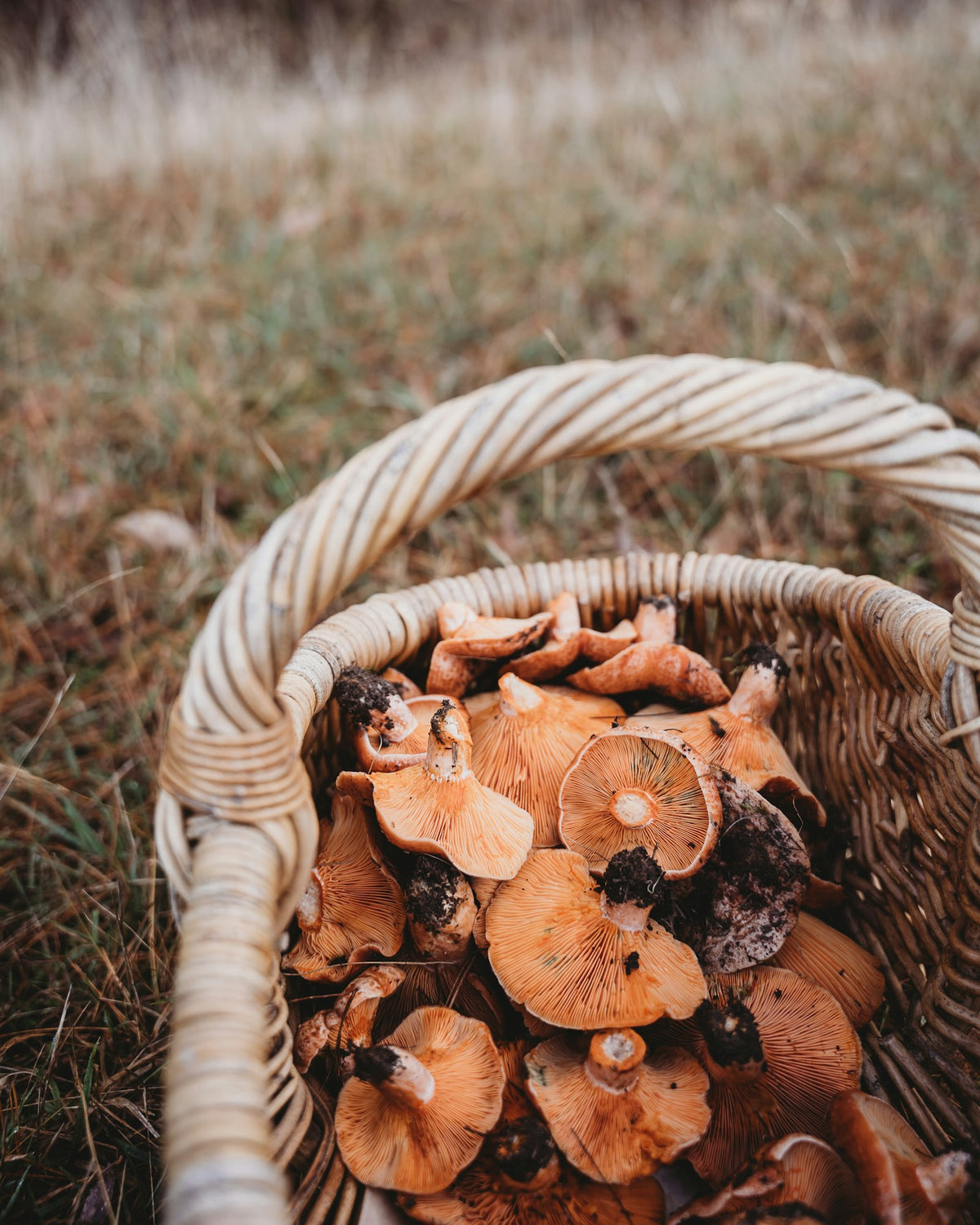 Basket of foraged wild mushrooms in a meadow