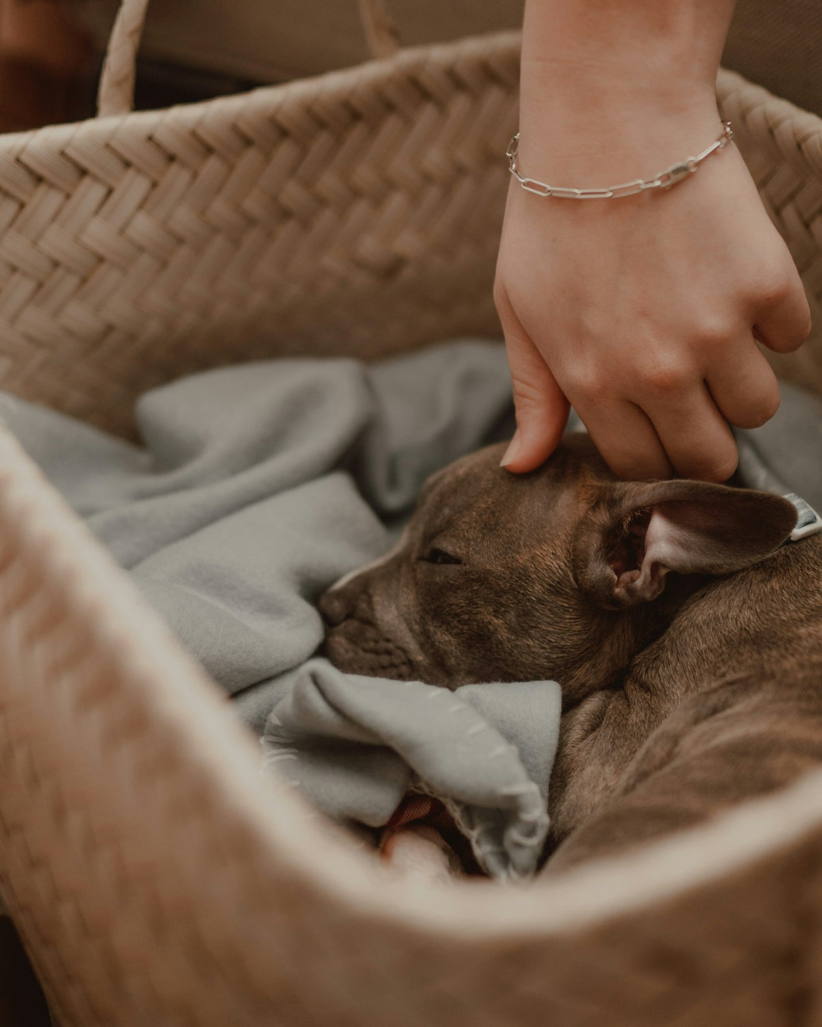 A hand pets a sleeping puppy in a woven basket